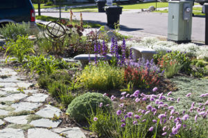 Drought Tolerant landscaping in orange county